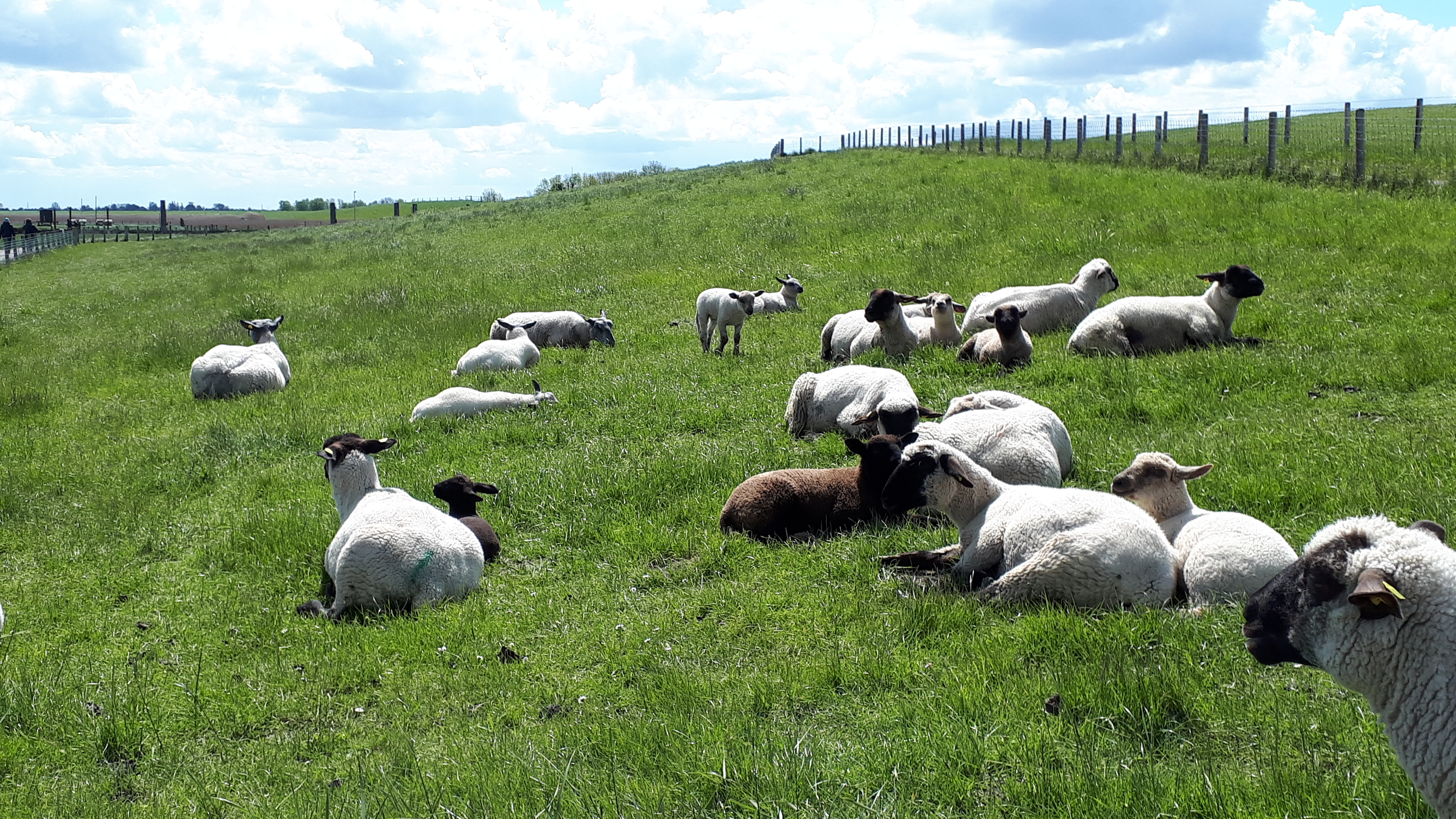 Schafe am Deich am Vareler Hafen